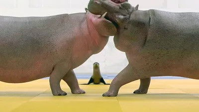 Still image for Athleticus season 1 episode 19: Episode 19