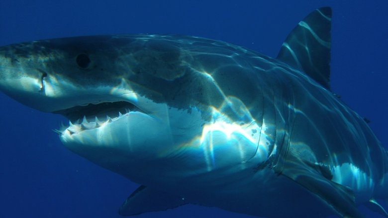 Shark Attack