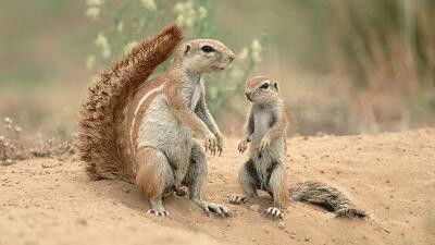 Still image for All About Animals season 1 episode 16: Episode 16