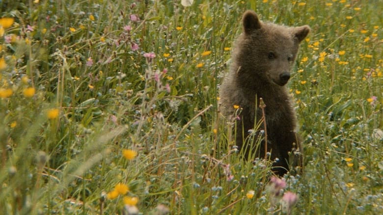 L'Ours