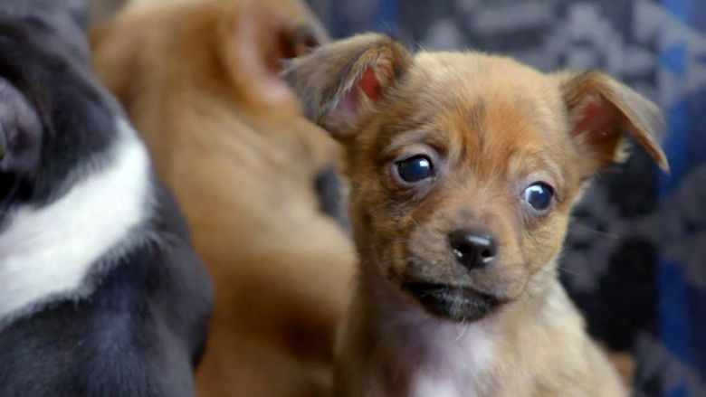 Still image for Amanda to the Rescue season 1 episode 3: Puppy Overload Still image for Amanda to the Rescue season 1 episode 3: Puppy Overload