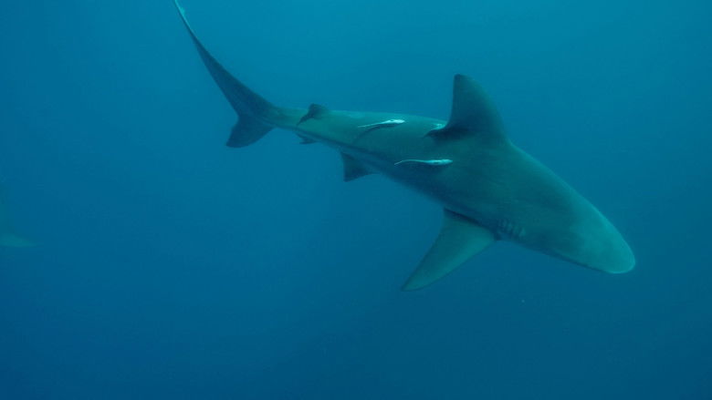 Still image for Super Shark Highway season 1 episode 5: Detour