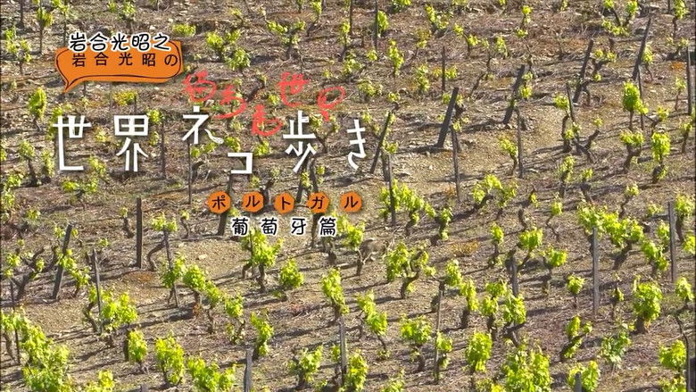 Still image for Mitsuaki Iwago's World “Cats” Travelogue season 1 episode 8: Portugal Still image for Mitsuaki Iwago's World “Cats” Travelogue season 1 episode 8: Portugal