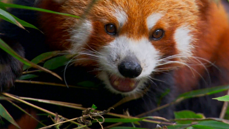 Still image for Wildest India season 1 episode 3: Himalayas: Surviving the Summits