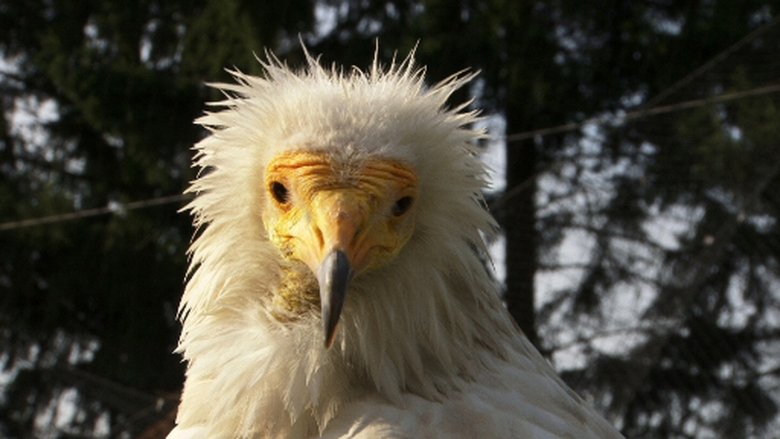 Přežili rok 2000 Sezóna 1 Epizoda 16 bombuj