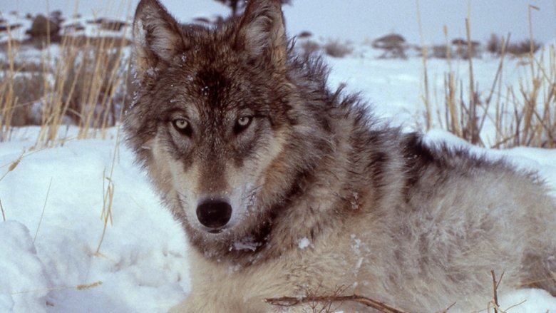 Yellowstone: The Mystery of the Wolves main backdrop