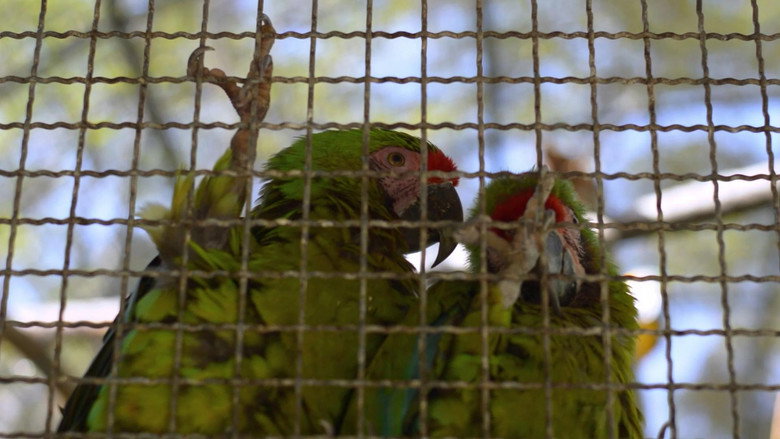 Imatge de Guacamayas: El vuelo en una ciudad que no deja de crecer