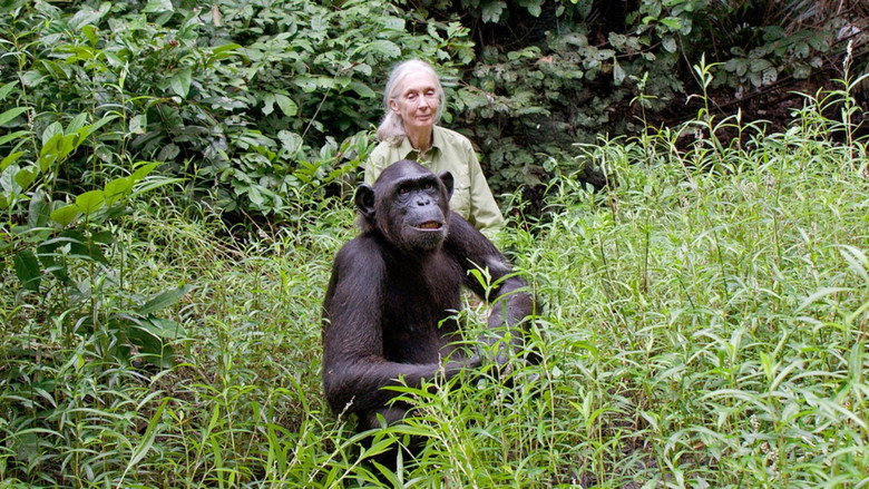 Imatge de Schimpansen im Kongo mit Jane Goodall