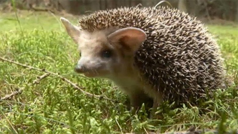 Podivuhodná cesta ježka Aladina Sezóna 1 Epizoda 5 bombuj