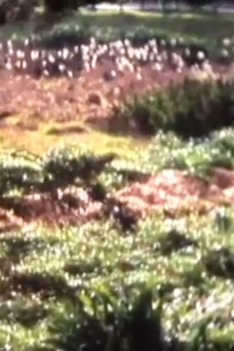 Imatge de Mencer: Ñi Pewma