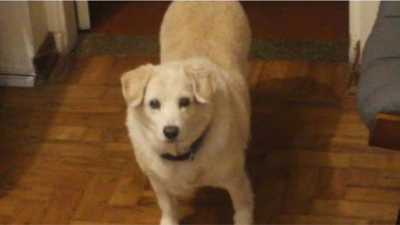 Imatge de Miranda: Natureza Maligna