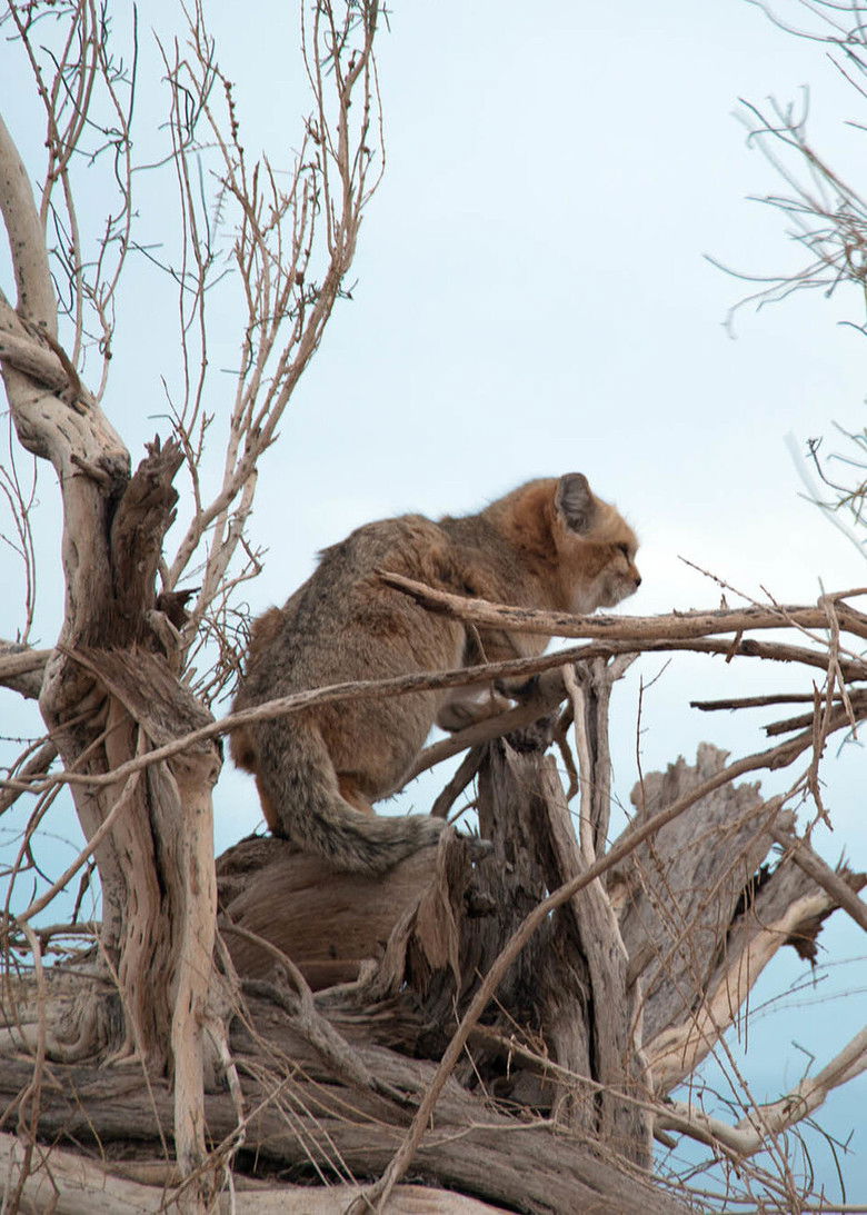 Imatge de Iran's Wild Side