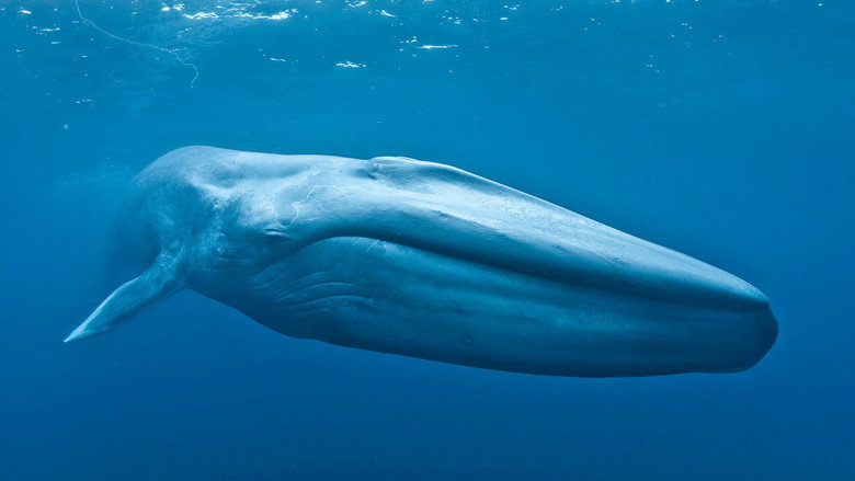 Big Blue Live 10