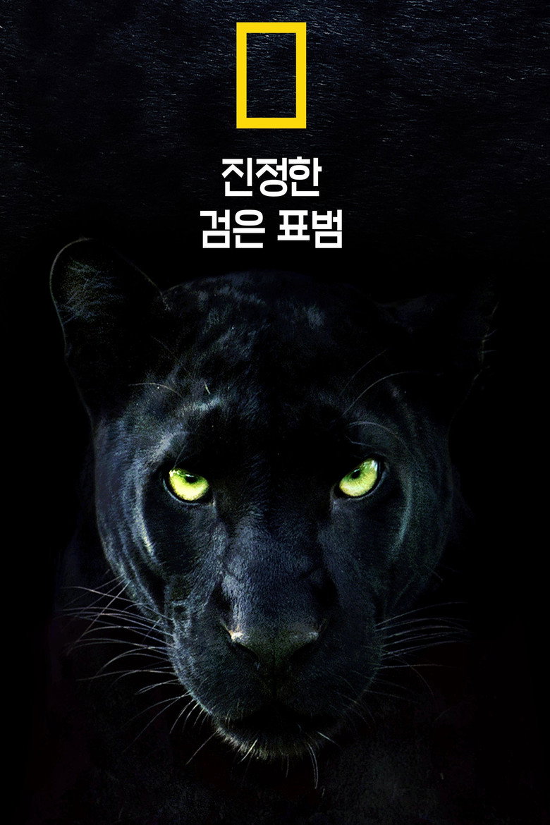 진정한 검은 표범(The Real Black Panther) poster