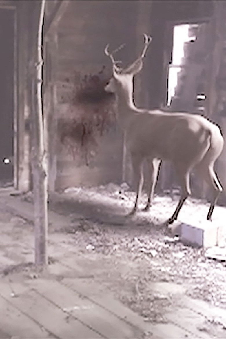 Imatge de 27PRION-jumbo