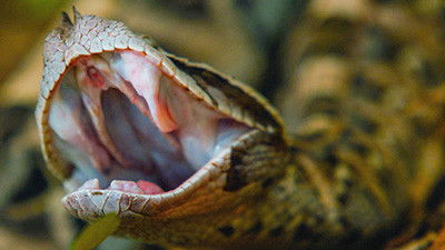 Still image for Crazy Monster season 1 episode 5: Fangs Still image for Crazy Monster season 1 episode 5: Fangs