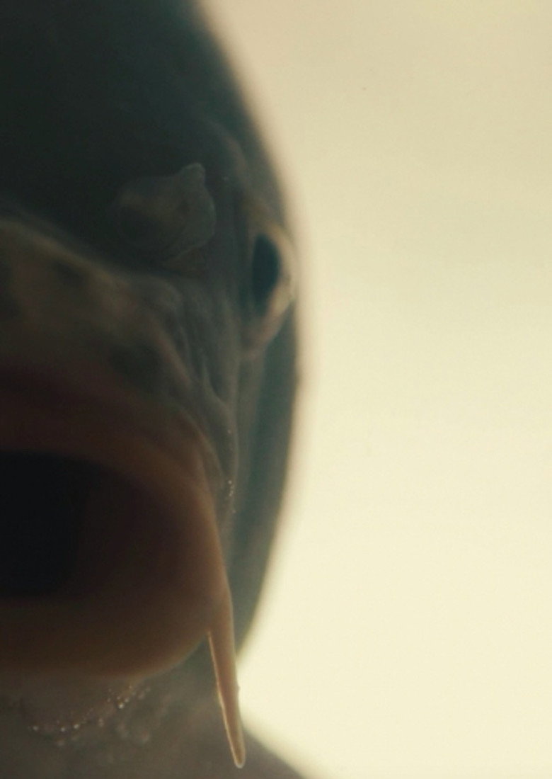 Poster or artwork — Fish
