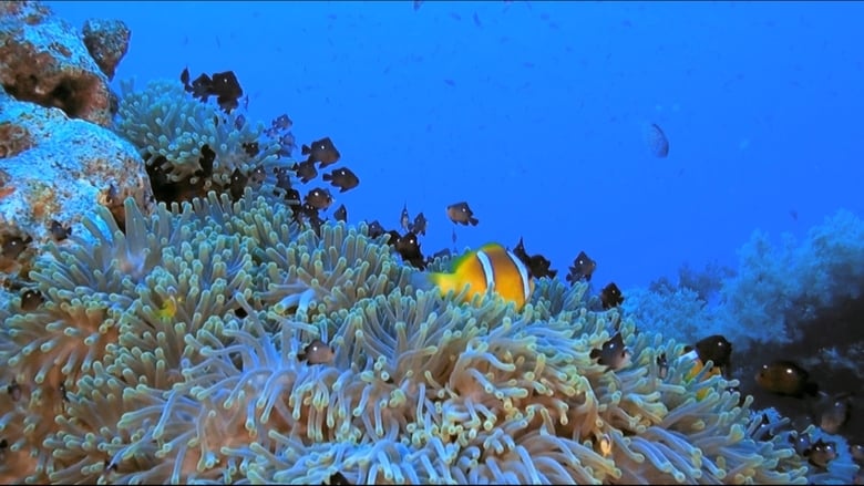 Faszination Korallenriff 3D movie poster