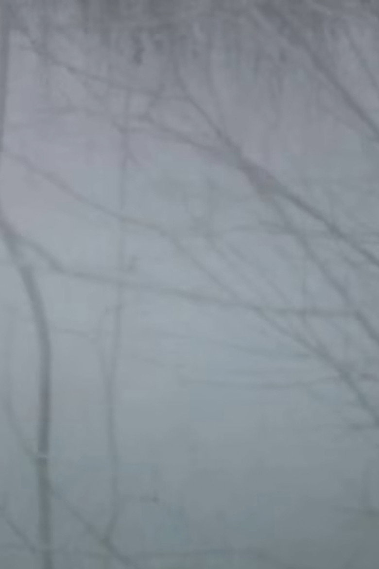 Affiche ou illustration — Winter Trees
