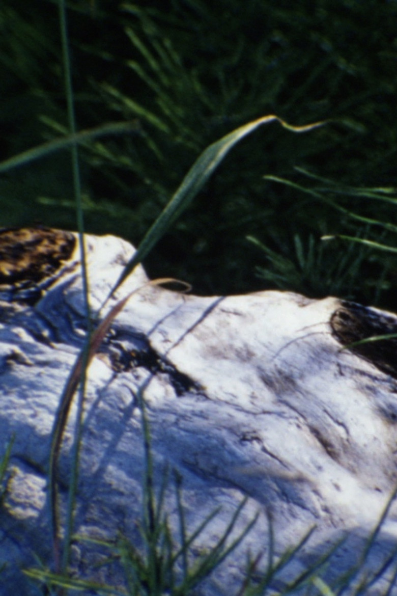 Imatge de au bord de la rivière