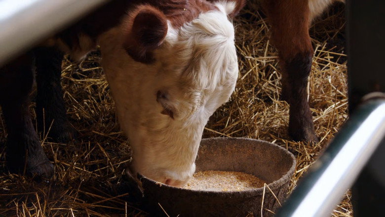Still from The Incredible Dr. Pol - Season 24 Episode 5