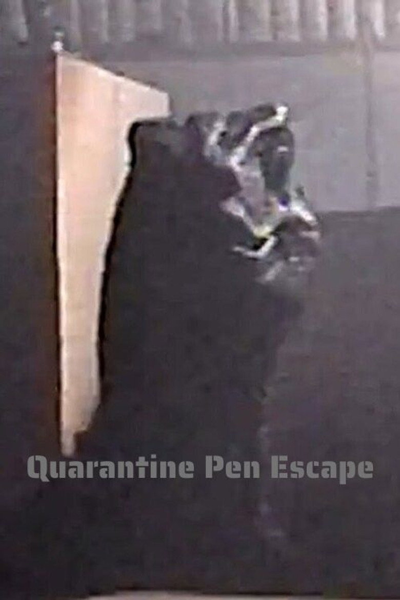 Imatge de Quarantine Pen Escape