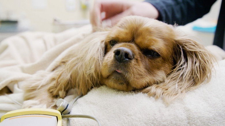 Still image for Ambulances animales season 1 episode 20: Episode 20 Still image for Ambulances animales season 1 episode 20: Episode 20