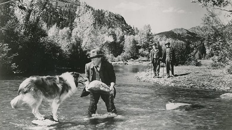 Le Maître de Lassie streaming sur 66 Voir Film complet