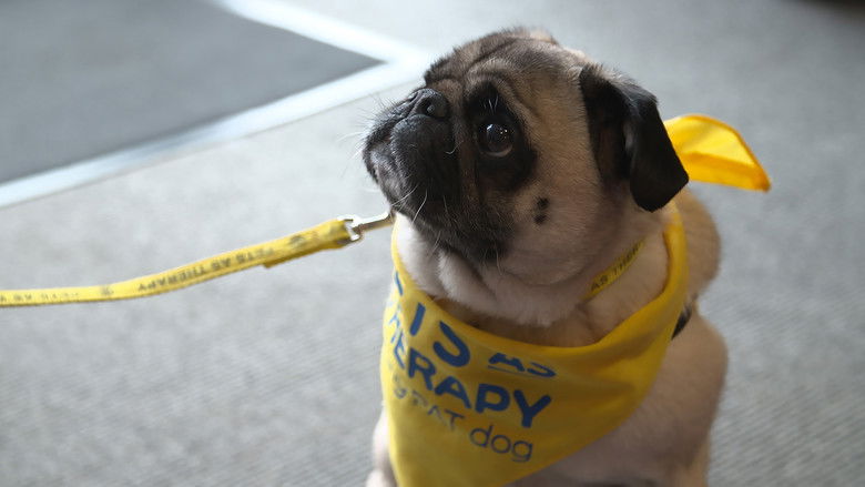 Still image for Top Jobs for Dogs season 1 episode 2: Pawsome Pooches Still image for Top Jobs for Dogs season 1 episode 2: Pawsome Pooches