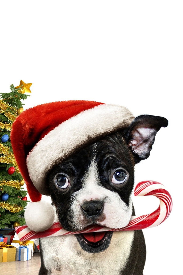 Imatge de Bone Alone