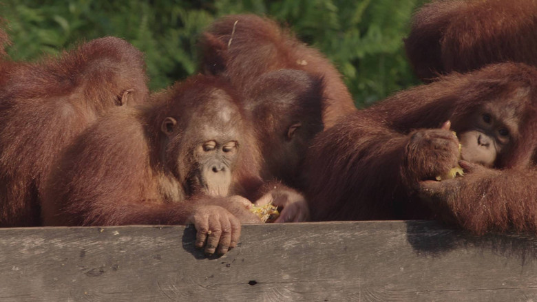 Still image for Orangutan Jungle School season 1 episode 6: Weighs And Means Still image for Orangutan Jungle School season 1 episode 6: Weighs And Means