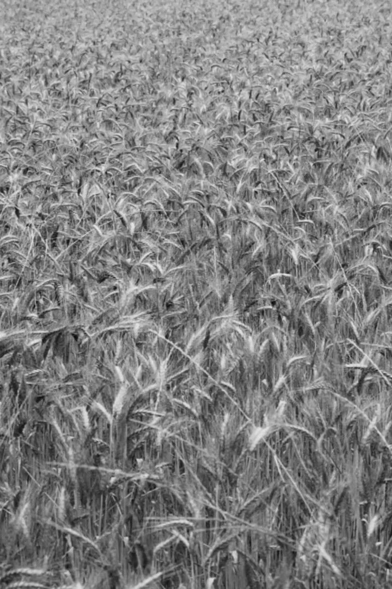 Imatge de La Lucciola