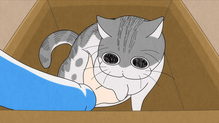 Still image for Nights with a Cat season 1 episode 18: Night 18: The Cat that Won't Move