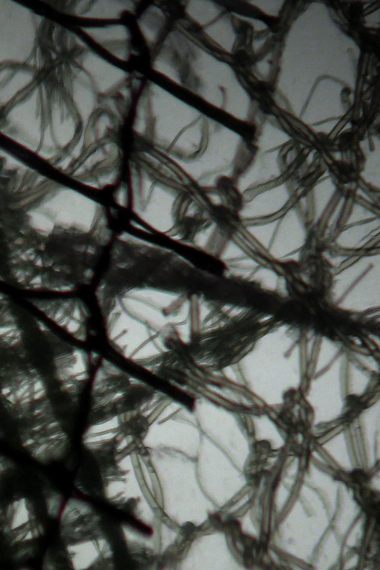 Imatge de Tactile Light Diary