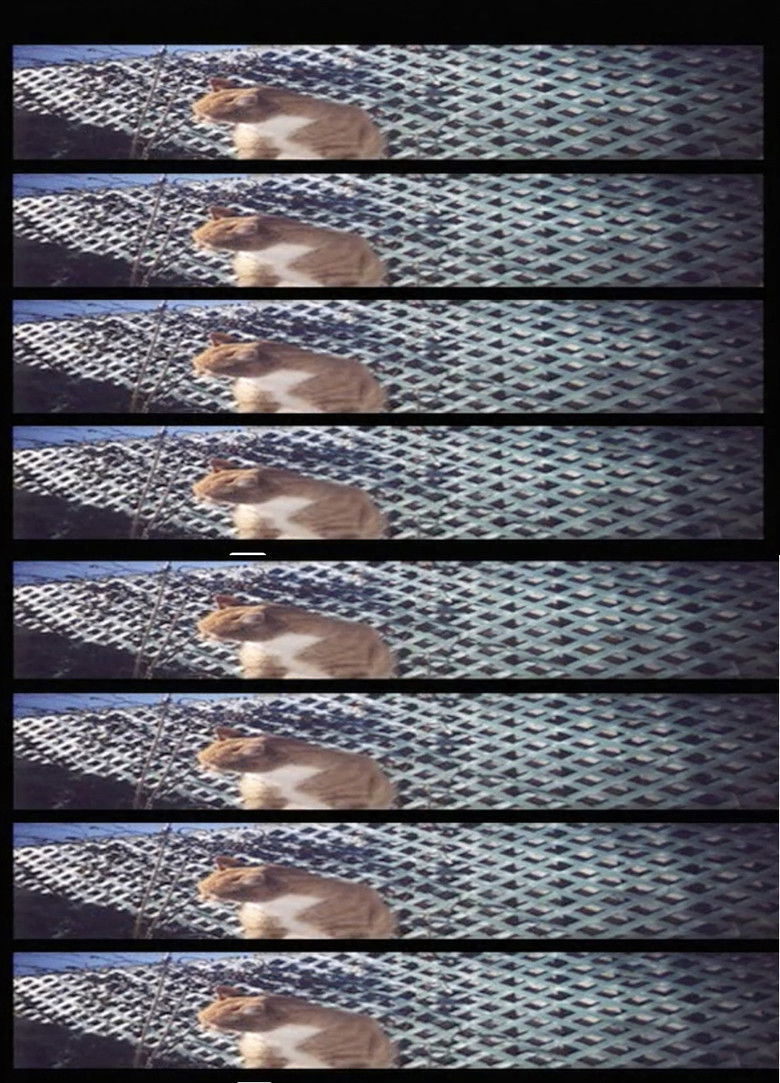 Imatge de Nobody Knows