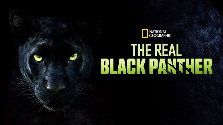 Imatge de The Real Black Panther