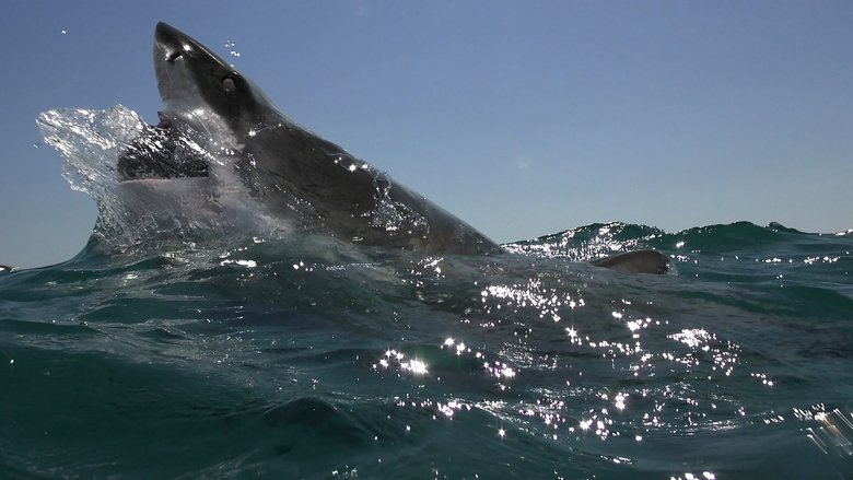 Open Water - Cage Dive