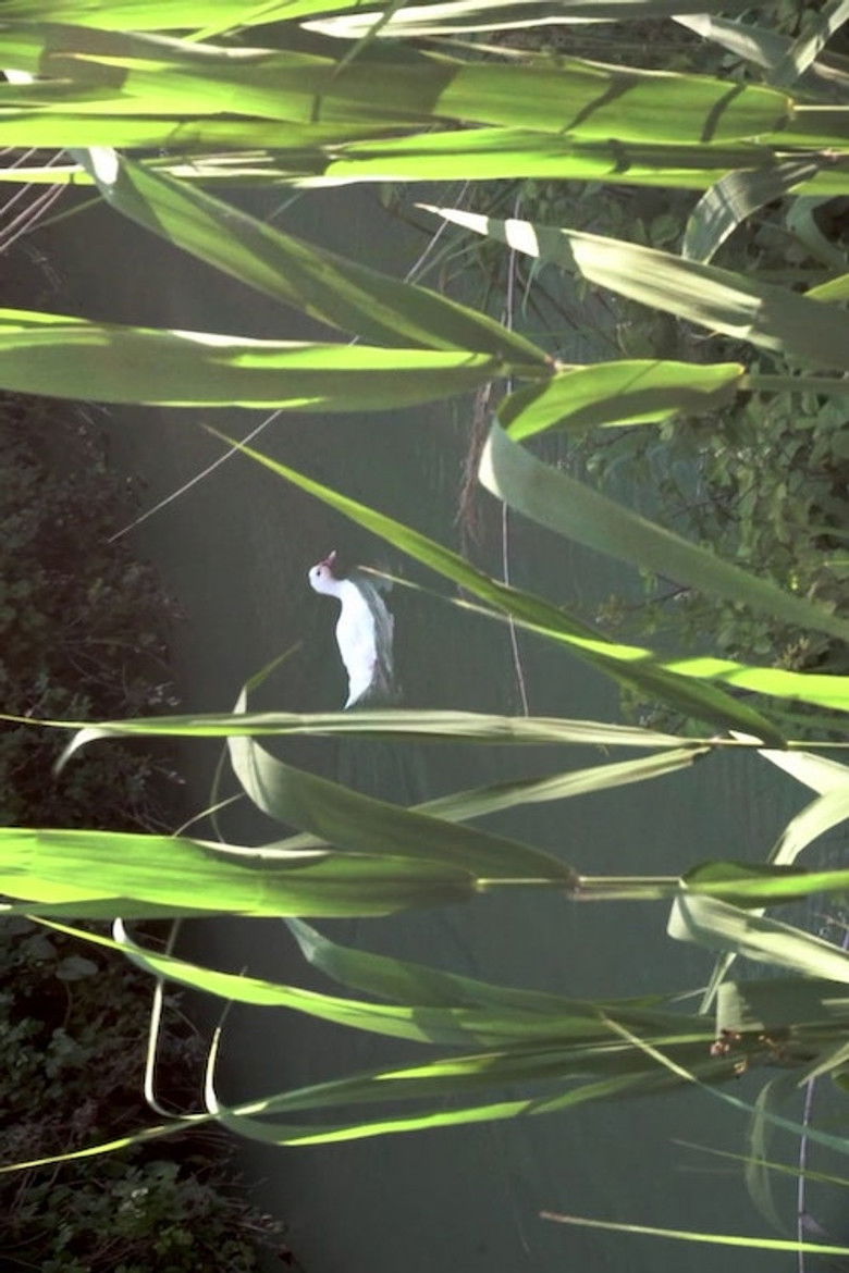 Imatge de Quarta passeggiata - Un giro di giostra