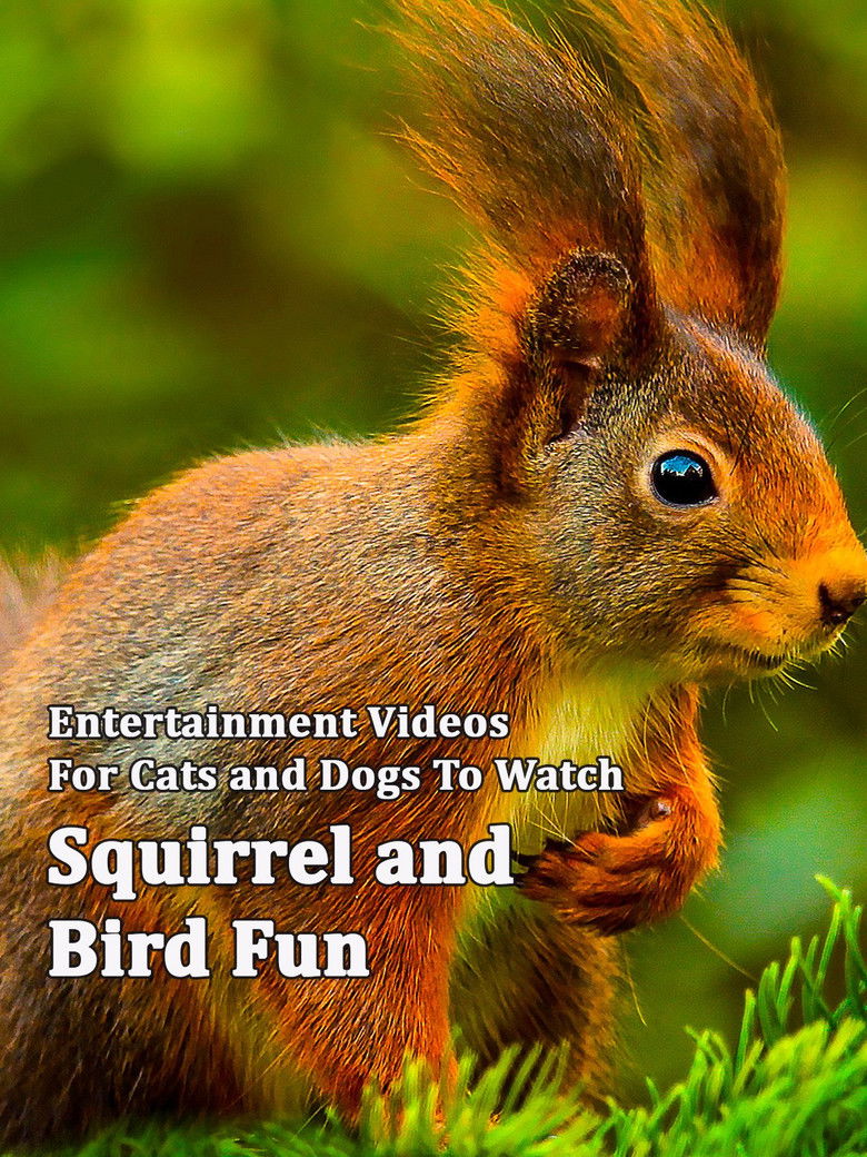 Imatge de Squirrel and Bird Fun