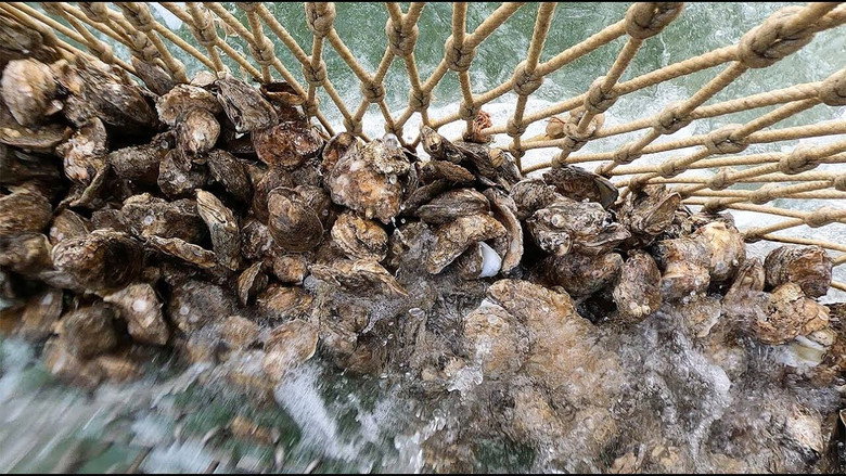 Backdrop from A Passion For Oysters