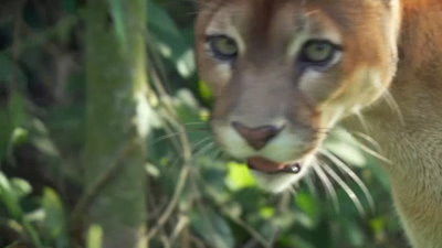 Still image for Wildest Latin America season 1 episode 2: The Andes: World in the Clouds