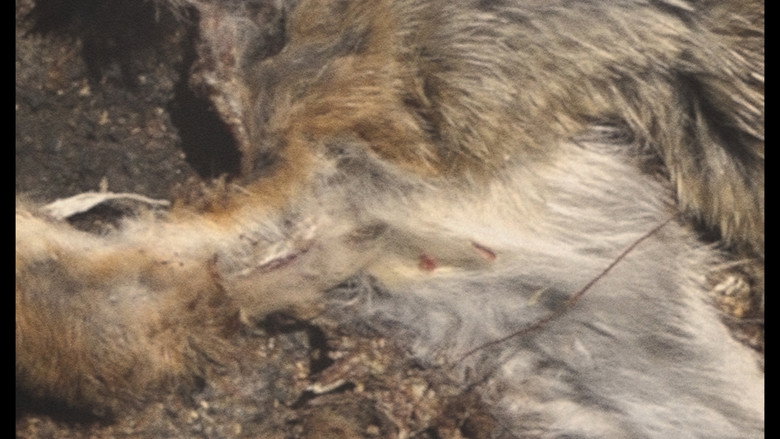 Roadkill