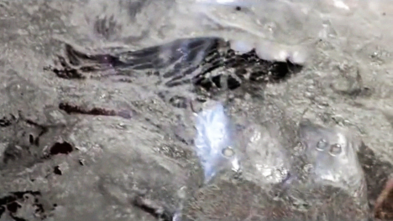 Green Pink Caviar (2009)