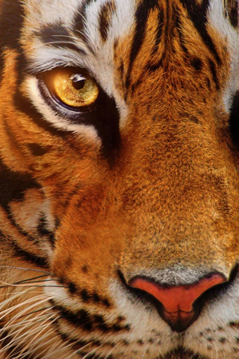 Imatge de Tigers on the Rise