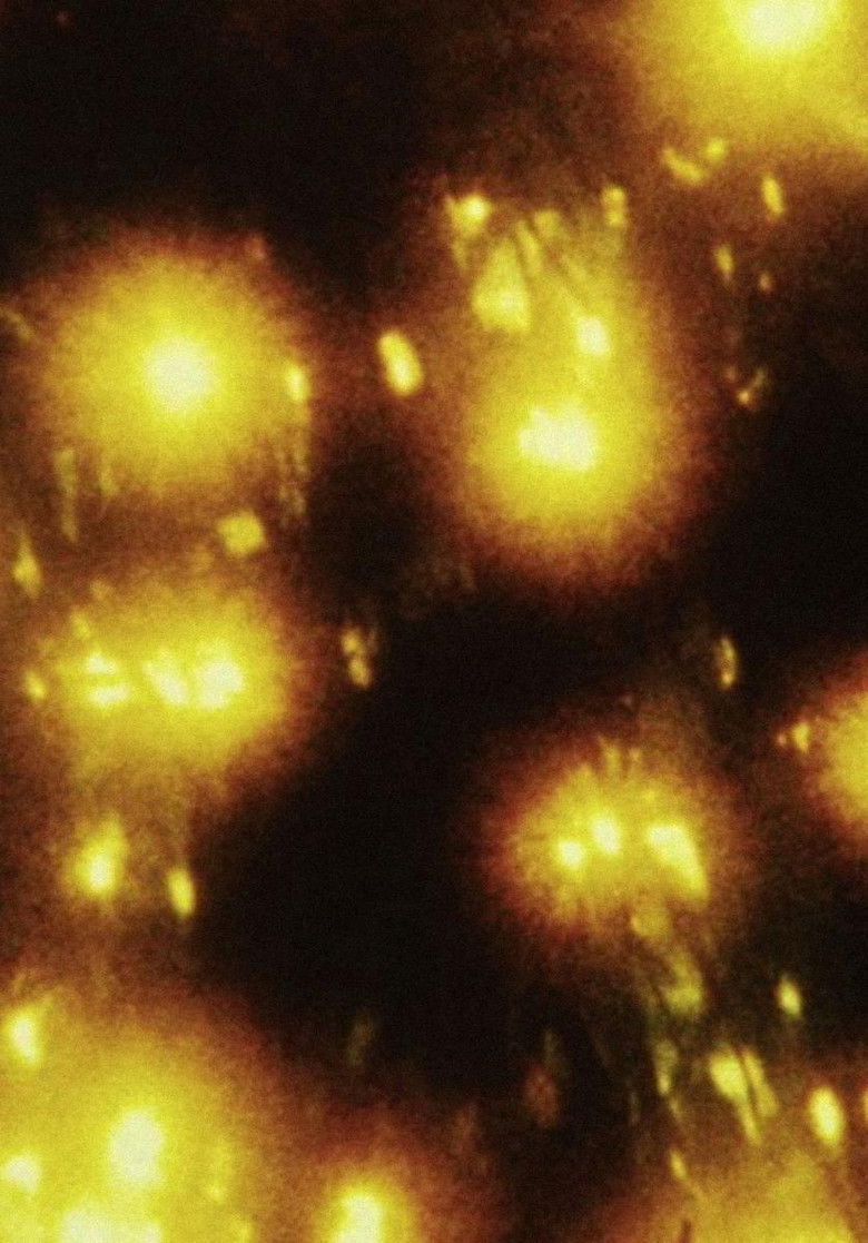 Imatge de Abendglitzern