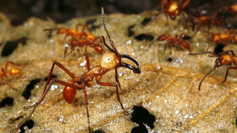 Still image for Extreme Bugs season 1 episode 1: The Biggest Still image for Extreme Bugs season 1 episode 1: The Biggest