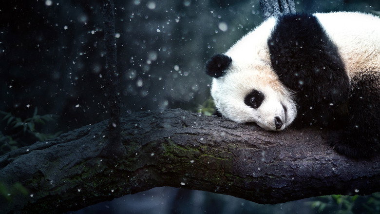 Panda Goes Wild galeri 7