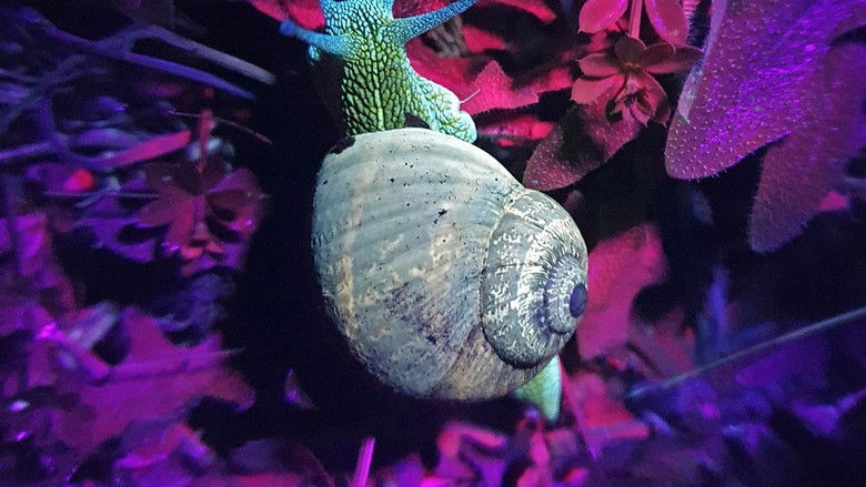 Fluorescence: Nature's Superpower