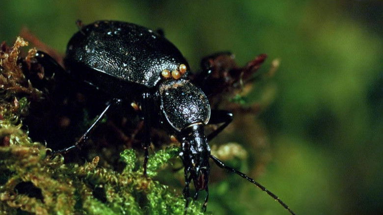 Still image for Saga Prastarej Puszczy season 1 episode 5: Episode 5