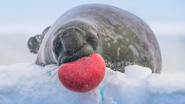 Still from Frozen Planet II - Season 1 Episode 1